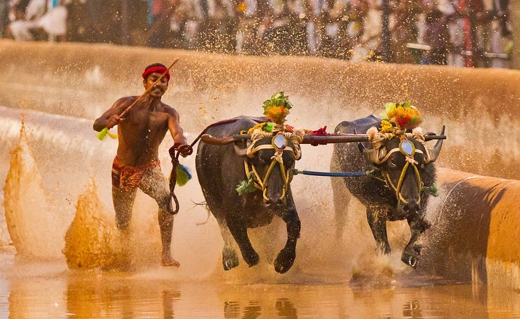 kambala